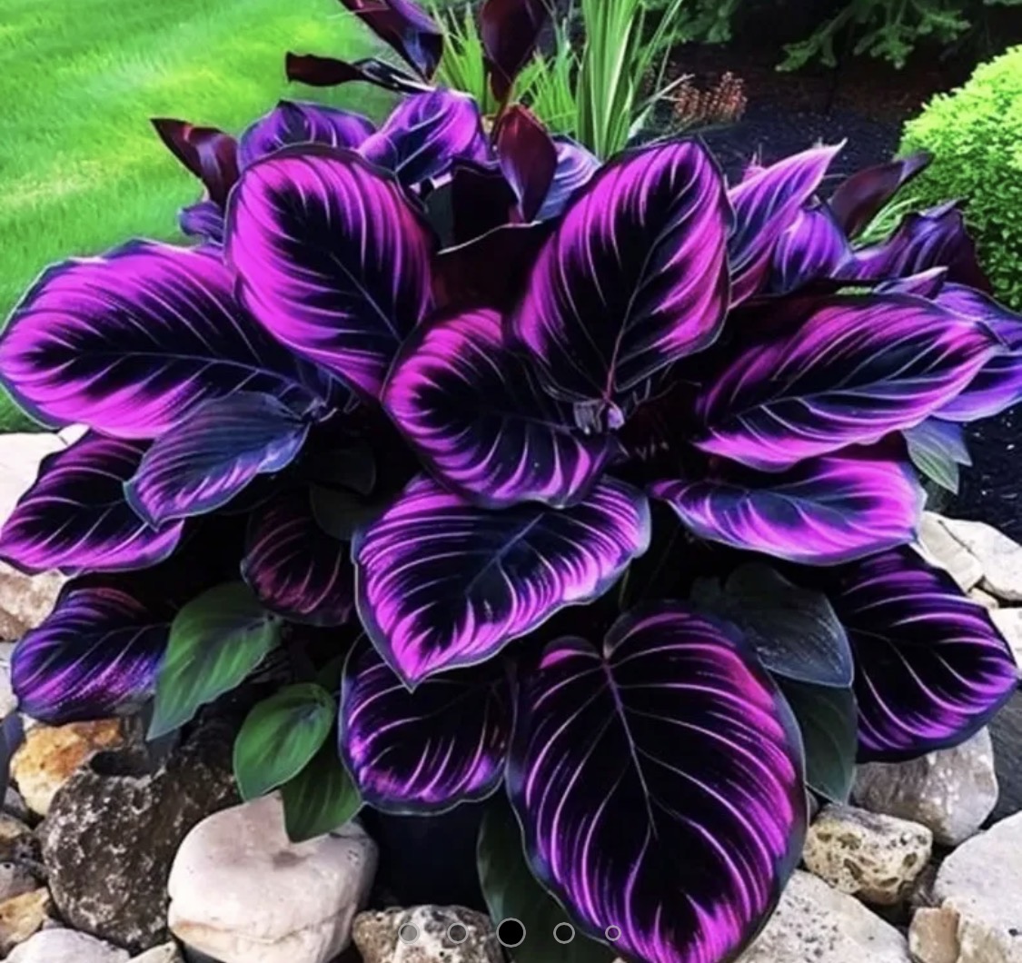 Tropical plant photo